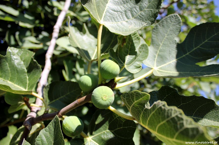 Tinos Agricultural Products